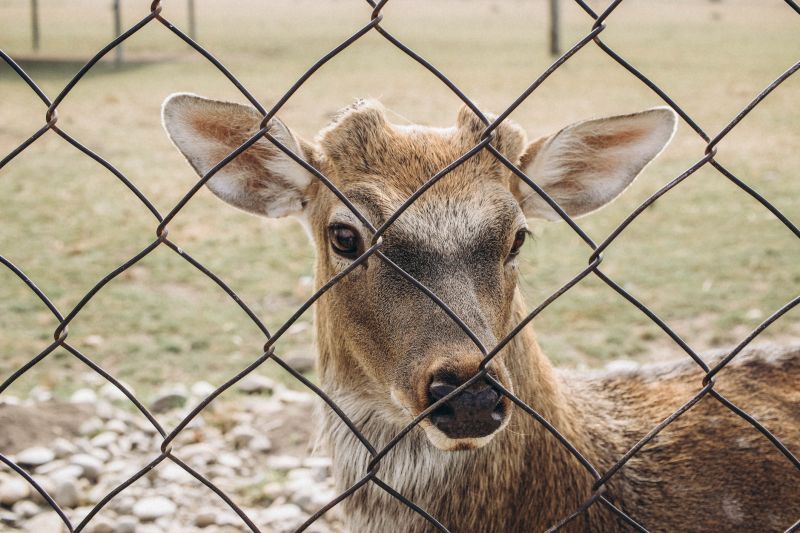 Deer Fence Installation in Sacramento, CA