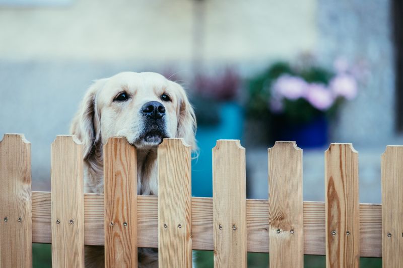 Wooden Dog Fence Installation in Pearland, TX