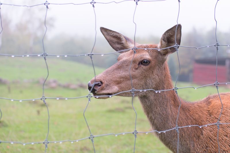 Deer Fence Installation in Roseville, CA