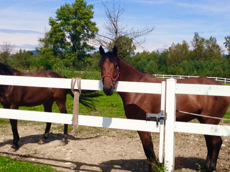 Equine Fence Installation in South Houston, TX