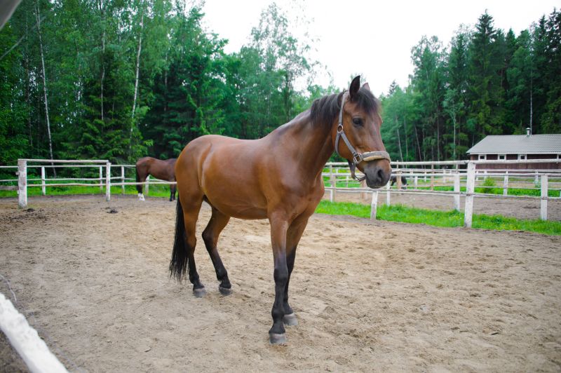 Horse Paddock Installation in Pearland, TX